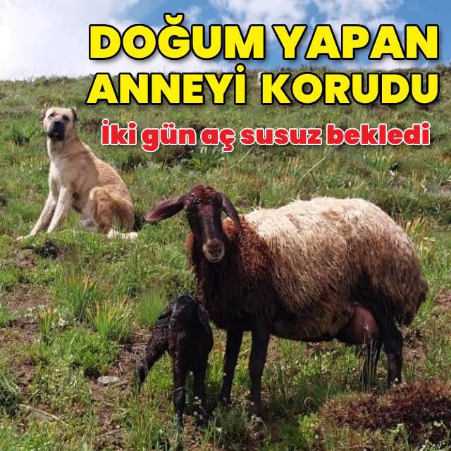 Doğum yapan koyunu ve yavrusunu böyle korudu