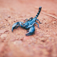 26 Ekim Hangi Burç?