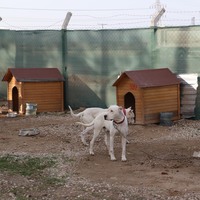 Sahipsiz sokak hayvanları raporunda neler var? İşte detaylar