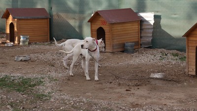 Sahipsiz sokak hayvanları raporunda neler var? İşte detaylar