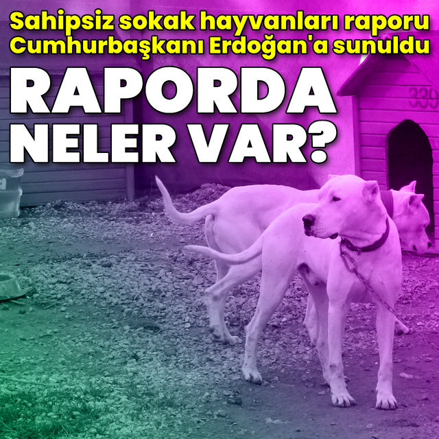 Sahipsiz sokak hayvanları raporunda neler var? İşte detaylar