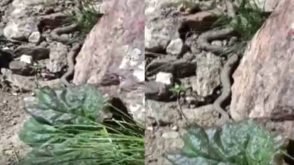 Türkiye'nin en zehirli yılanı görüntülendi