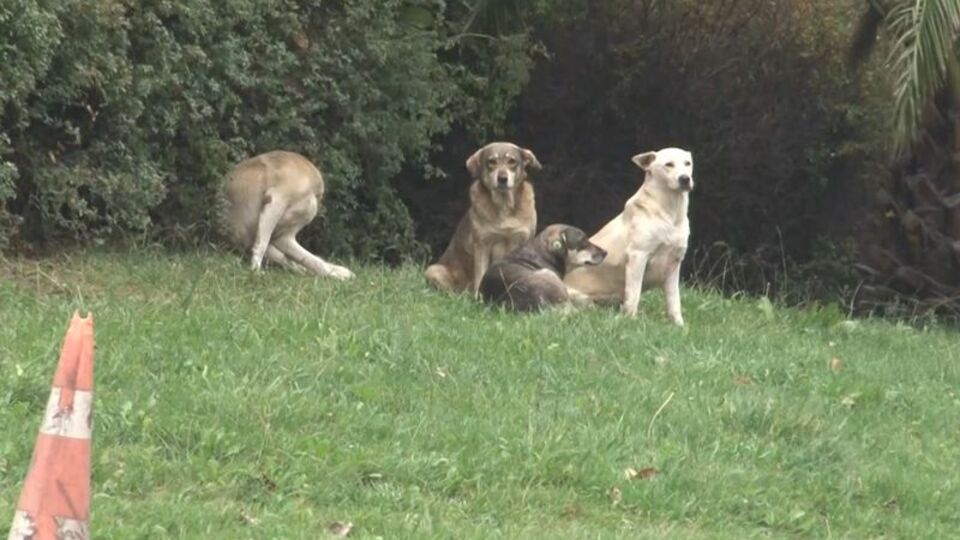 Sokak köpekleri araştırması