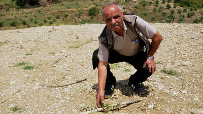 1100 zeytin fidanı traktörle ezildi