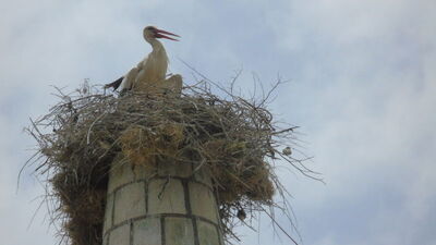 Leylek yuva yapınca minare yine onarılamadı