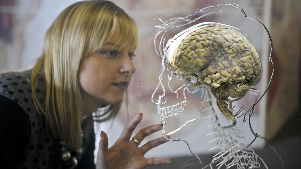 İnsan beyni neden zamanla küçülüyor, zekamıza ne oluyor?