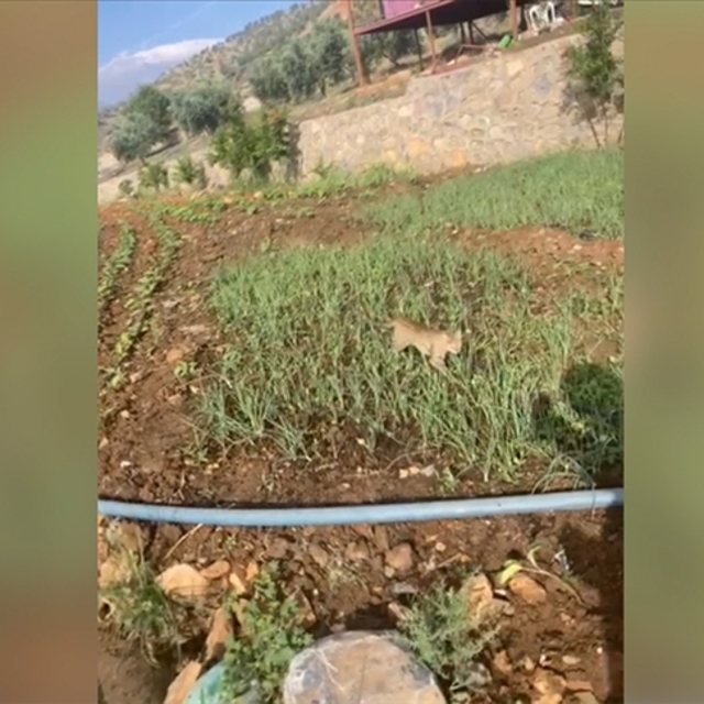 Doğada az rastlanılan yaban kedisi görüntülendi