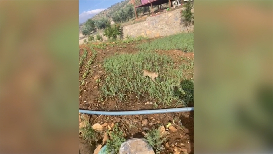 Doğada az rastlanılan yaban kedisi görüntülendi