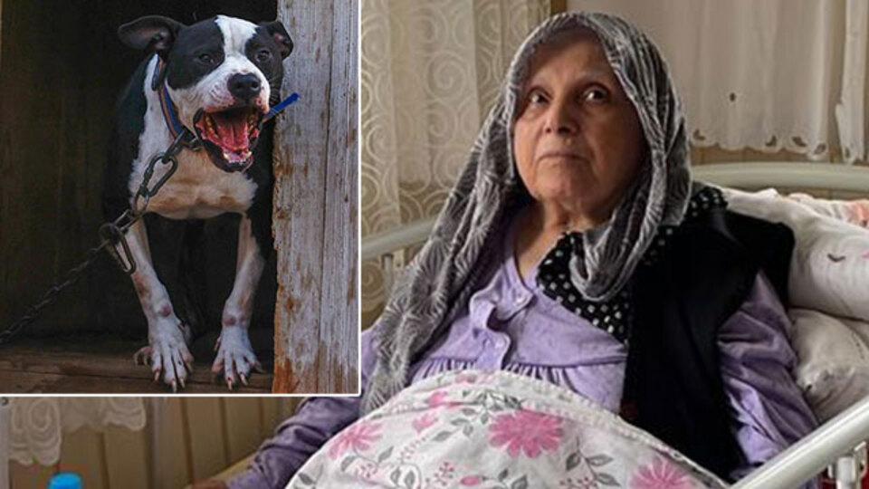 Yaşlı kadının bacağı kesilmişti! Pitbull davasında karar!