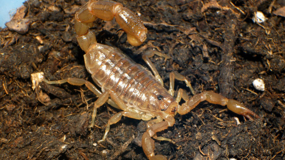 Meğer Türkiye'ye özgüymüş! 40 yıldır farklı biliniyordu