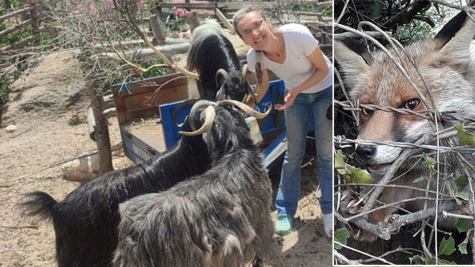 "Traktörle bana çarptı!" Komşuların tilki kavgası!