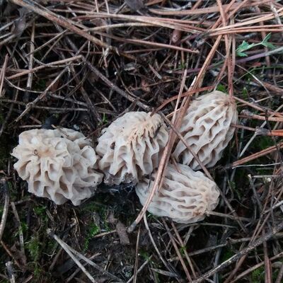 'Mantardan anlarım' diyenlere uyarı!