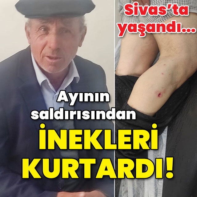 Sivas'ta yaşandı! Ayının saldırısından inekleri kurtardı!