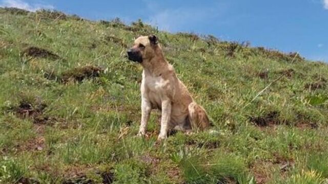 K&ouml;pek tehciri de onların eseri!