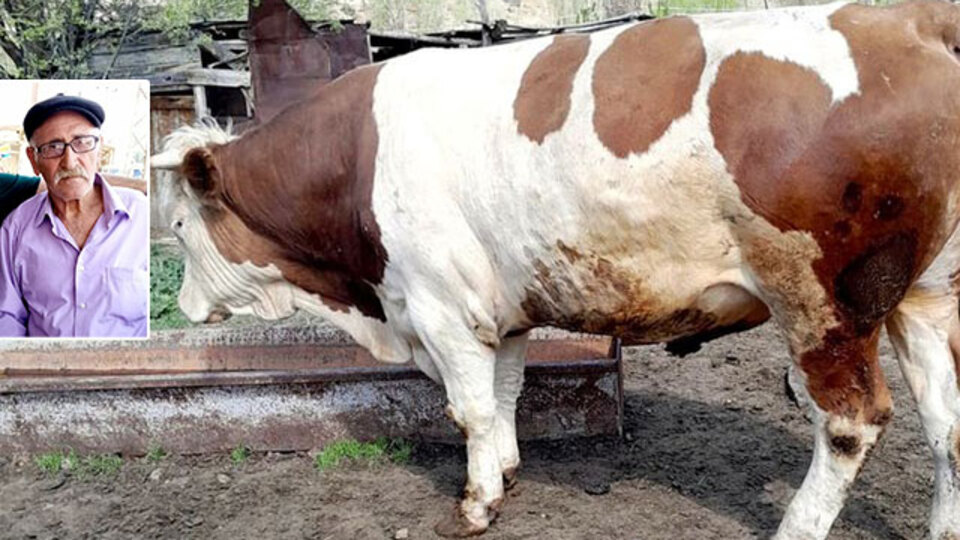 Yeğeninin düğününe gitmişti! Bir anda ahırdan çıktı!