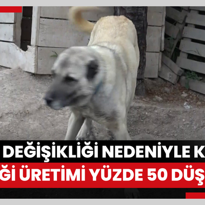 İklim değişikliği nedeniyle Kangal köpeği üretimi yüzde 50 düştü