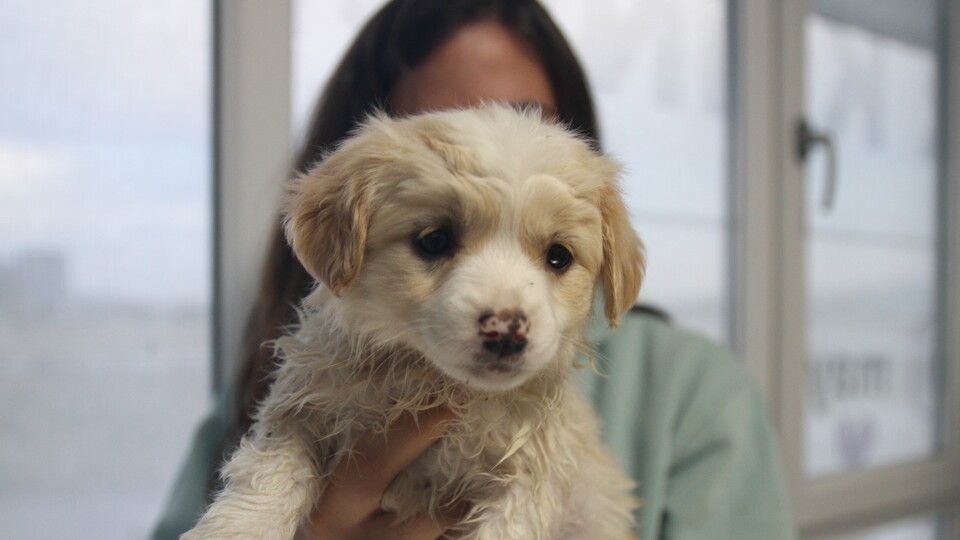 Bugüne kadar kaç evcil hayvana çip takıldı?