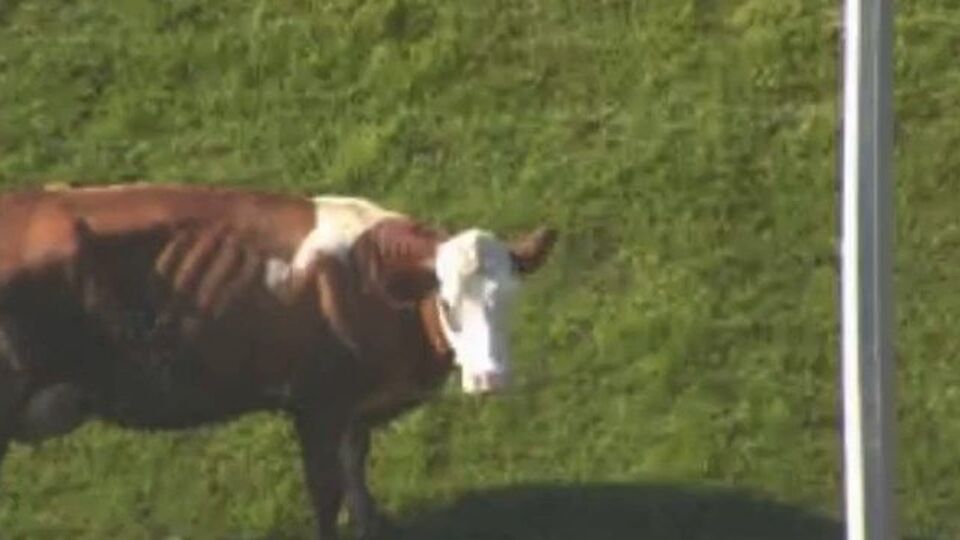 TEM Otoyolu'na geçit töreni