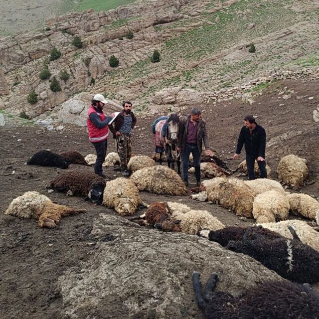 Kurtlar sürüye saldırdı, 100 koyun öldü