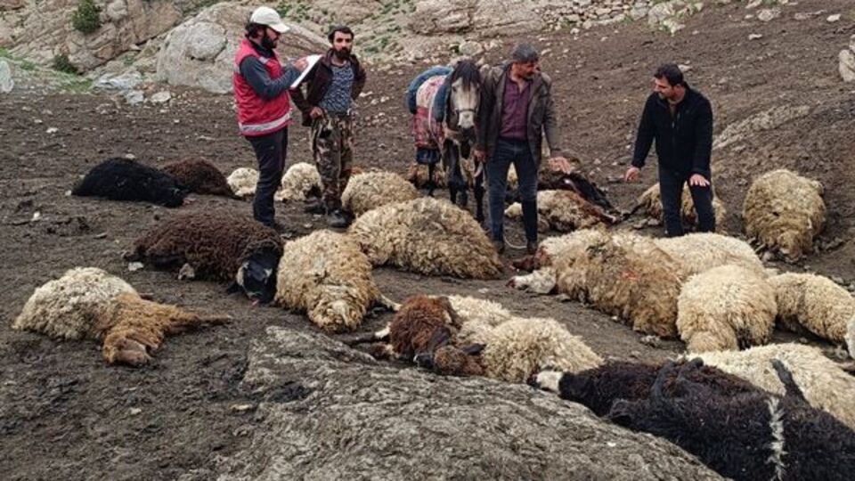 Kurtlar sürüye saldırdı, 100 koyun öldü