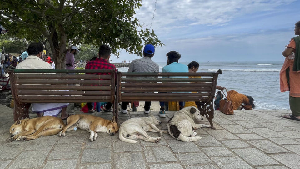 Dünyada başıboş köpek politikaları nasıl?