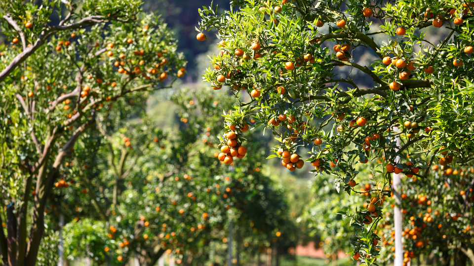 Kakao ve zeytinyağının ardından şimdi de 'portakal suyu' krizi