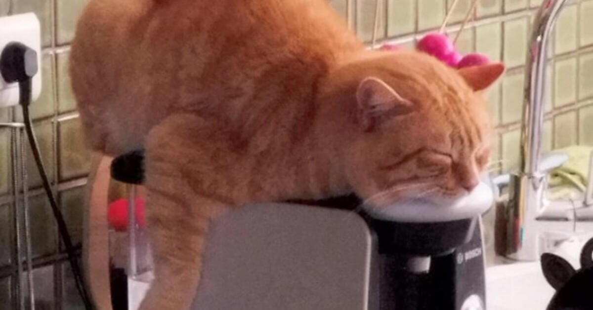 Evcil Hayvanların Eğlenceli Dünyası 10 Kişi Kedi Ve Köpeklerinin Komik