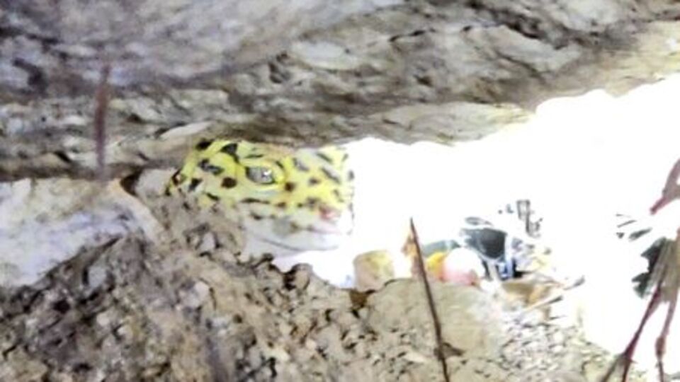 Şanlıurfa'da 'leopar keleri' görüntülendi