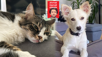 Mama fiyatları neden artıyor?