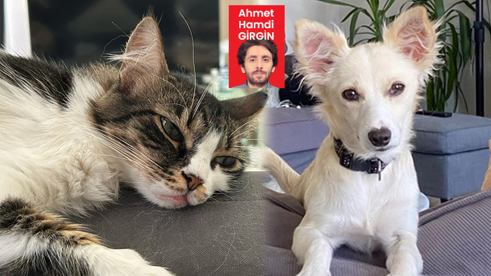 Mama fiyatları neden artıyor?