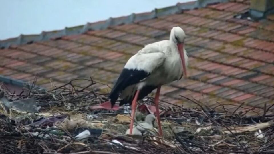 Yaren leyleğin yavrusu tedavi ediliyor