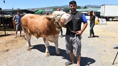 'Toros Kaplanı' 270 bine gitti! İşte kurbanlık fiyatları!