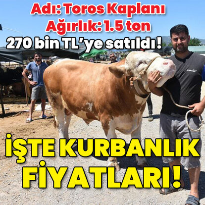 'Toros Kaplanı' 270 bine gitti! İşte kurbanlık fiyatları!