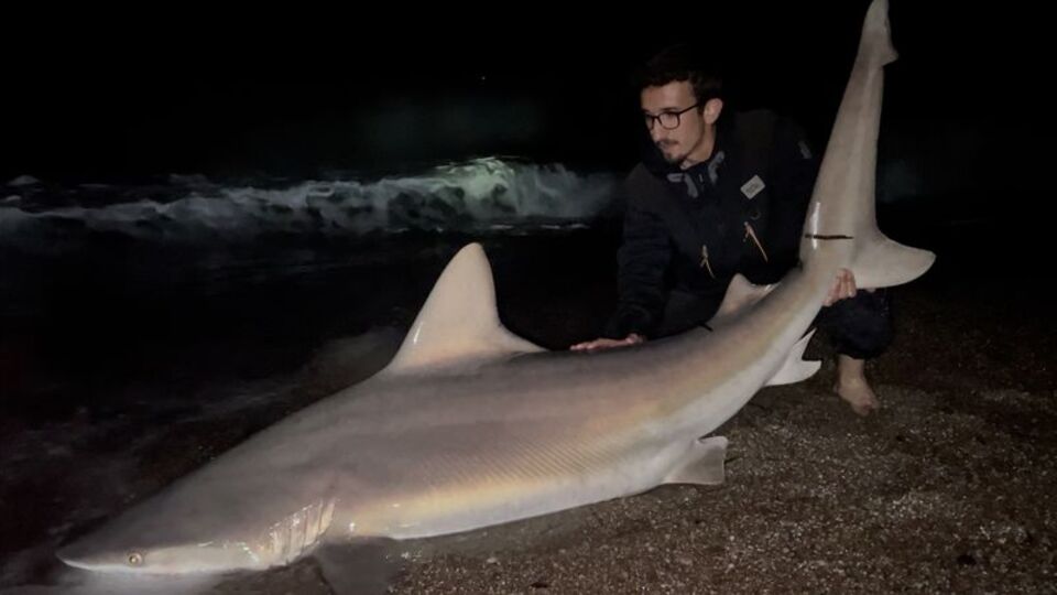 Oltayla yakaladı... 2 metre uzunluğunda!