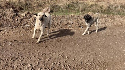 Son 2 yılda 107 kişi yaşamını yitirdi