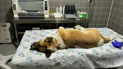 Köpeğe çarpıp kaçan sürücüye para cezası