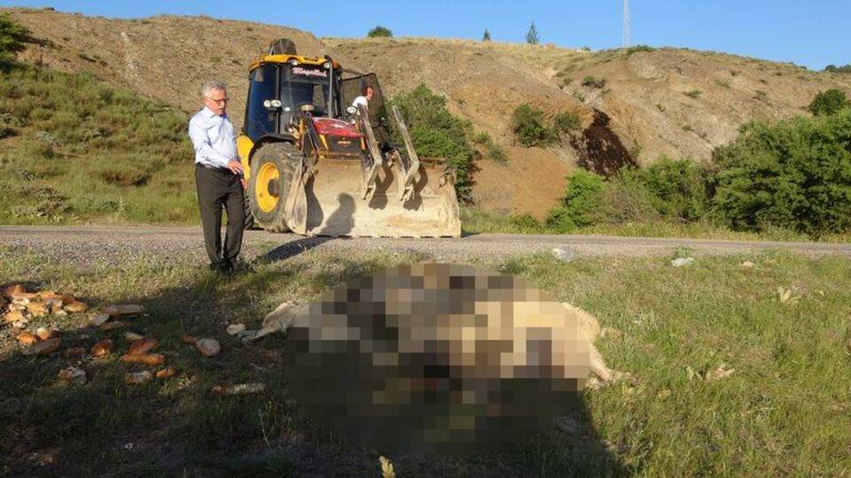 Çok sayıda köpek ölü bulundu!