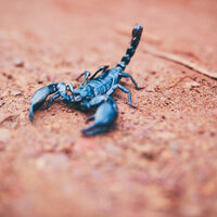 22 Kasım hangi burç?