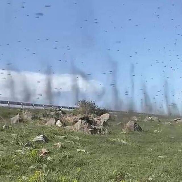 Yeşil sinekler hortum görüntüsü oluşturdu