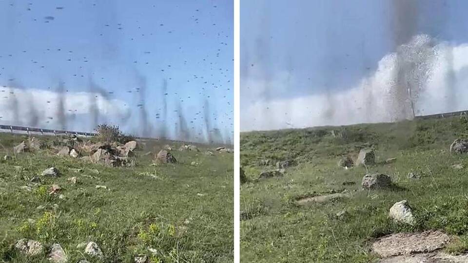 Yeşil sinekler hortum görüntüsü oluşturdu