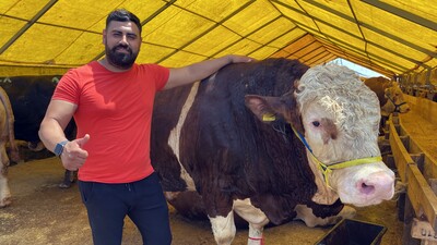 "Kral" ve "Paşa" alıcılarını bekliyor