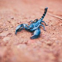 24 Ekim hangi burç?