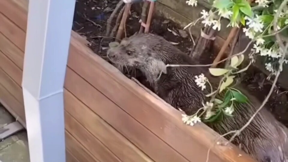 İstanbul'da şaşkına çeviren görüntü