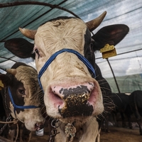 Kurban Bayramı tatili kaç gün oldu?