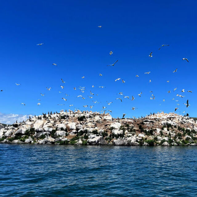 Çıldır Gölü, kuş cennetine döndü