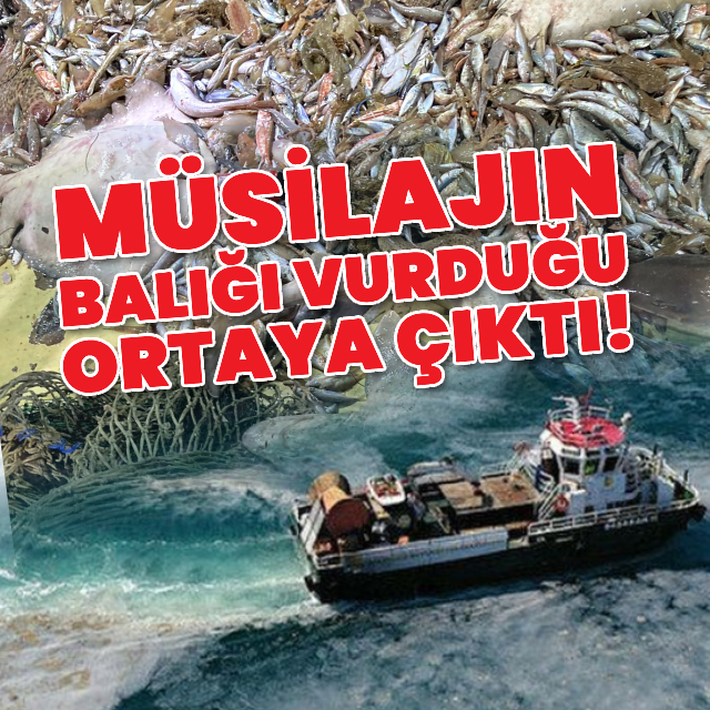 Müsilajın balığı vurduğu ortaya çıktı!