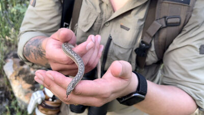 Türkiye'deki tek boa türü mahmuzlu yılan görüntülendi!
