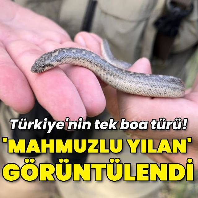 Türkiye'deki tek boa türü mahmuzlu yılan görüntülendi!