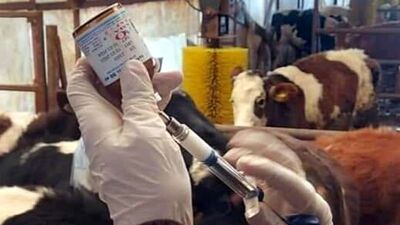 Şap hastalığı açıklaması