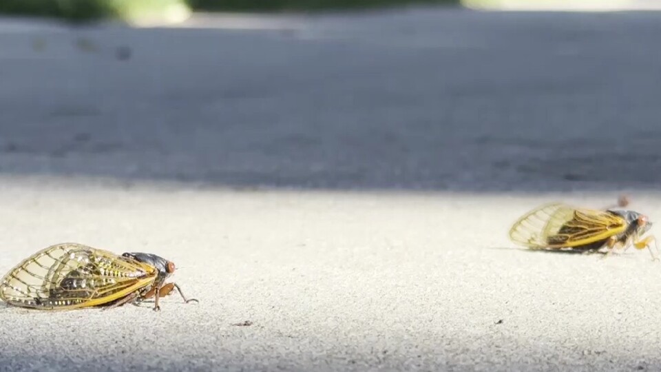 ABD, "periyodik ağustos böceği" istilasıyla karşı karşıya